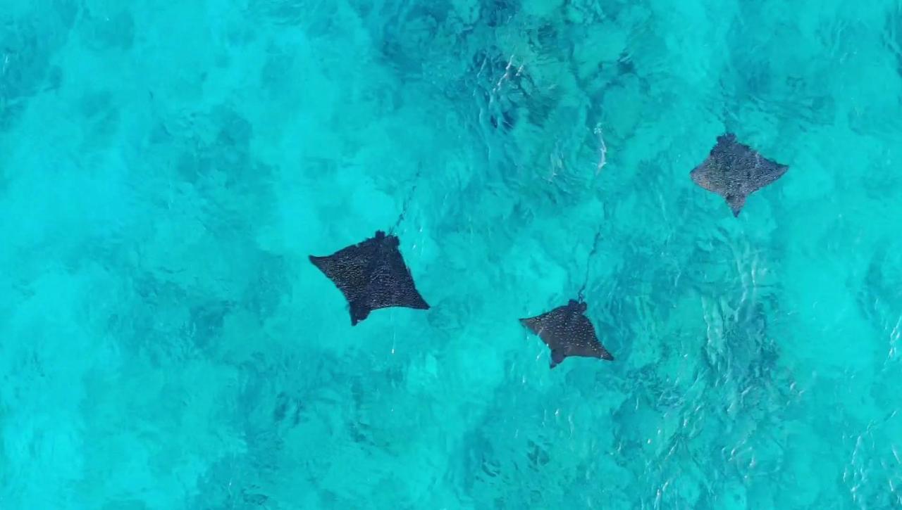 Remora Inn Faafu Atoll Bagian luar foto