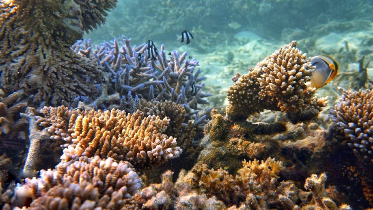 Remora Inn Faafu Atoll Bagian luar foto