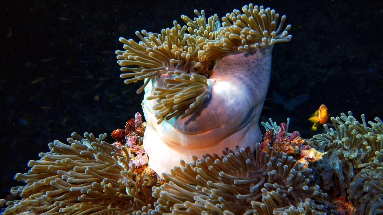 Remora Inn Faafu Atoll Bagian luar foto