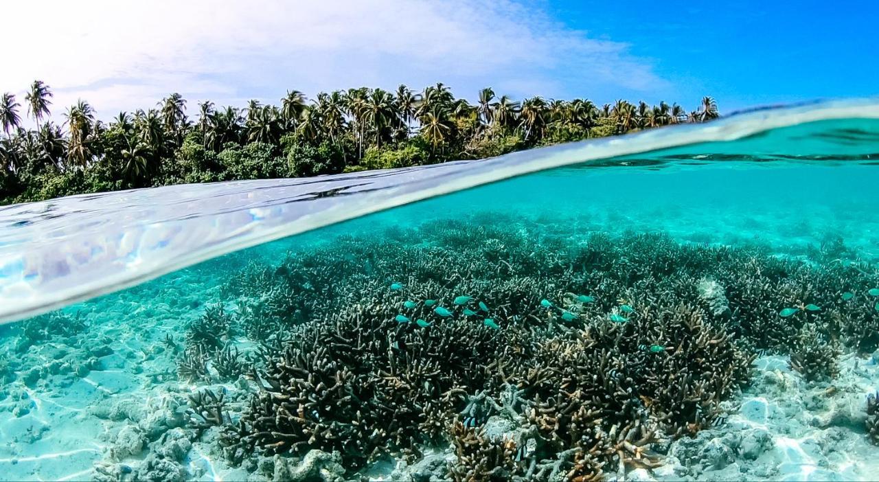 Remora Inn Faafu Atoll Bagian luar foto