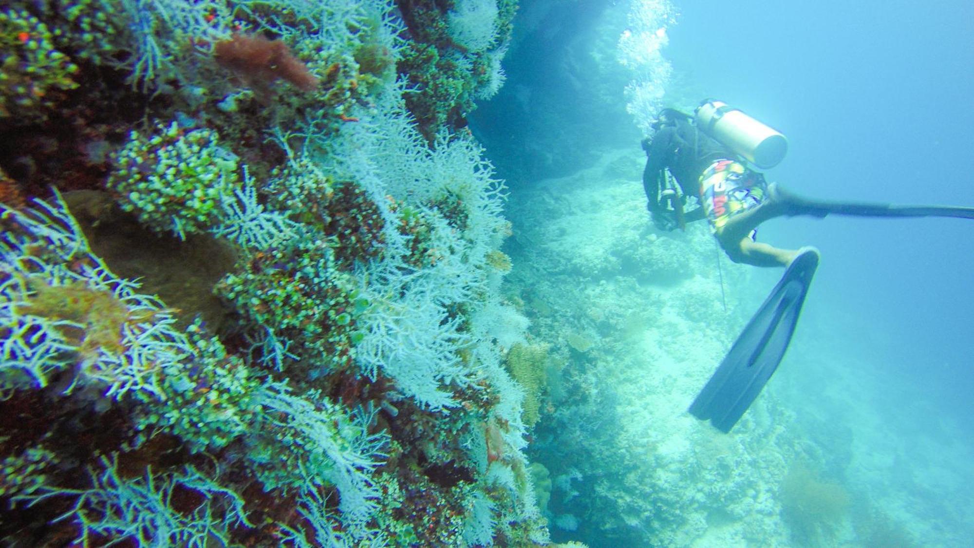 Remora Inn Faafu Atoll Bagian luar foto